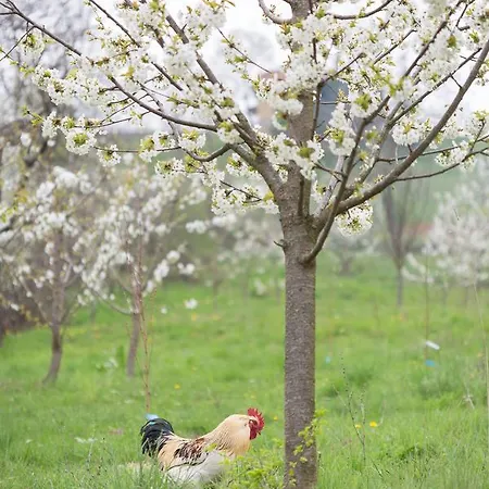 Balkan Retreat بيت ضيافة *